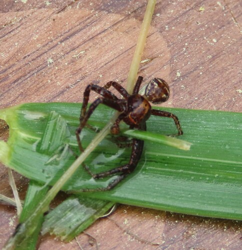 Ground Crab Spiders
