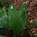 Asplundia brachyphylla - Photo (c) Matthieu Gauvain, alguns direitos reservados (CC BY-NC), uploaded by Matthieu Gauvain