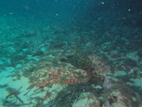 Epinephelus marginatus observed 2026-10-25