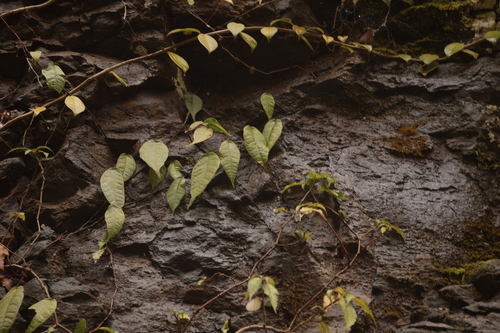 Ficus sarmentosa observed 2026-10-26