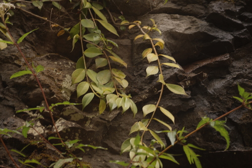 Aeschynanthus observed 2026-10-26