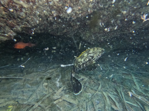 Epinephelus marginatus observed 2026-10-25