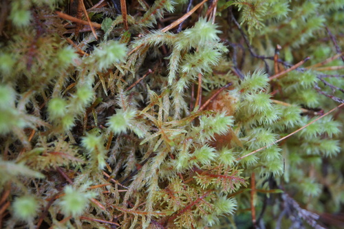 Hylocomiadelphus triquetrus observed 2026-10-26