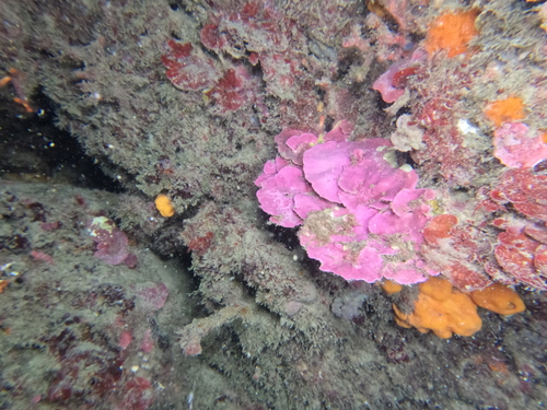 Lithophyllum observed 2026-10-25