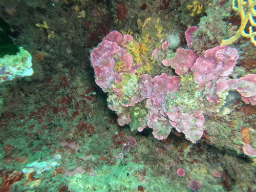 Lithophyllum observed 2026-10-25