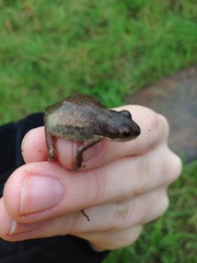 Pseudacris triseriata