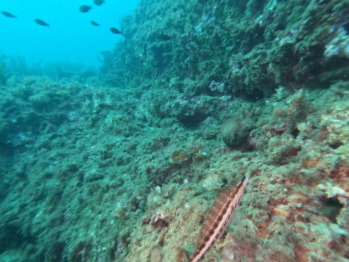 Serranus cabrilla observed 2026-10-25
