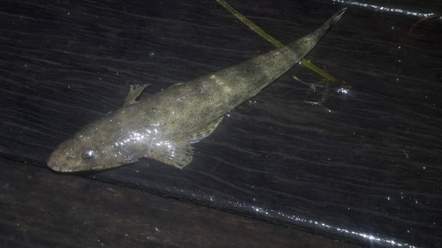 Platycephalus observed 2026-10-26