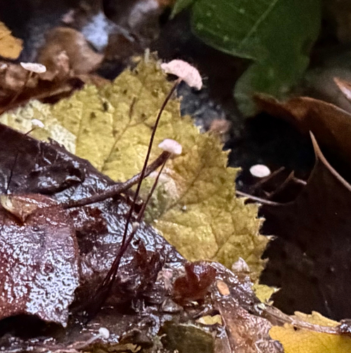 Marasmius observed 2026-10-26