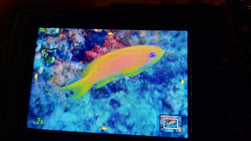 Pseudanthias observed 2026-10-26