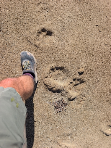 American Black Bear