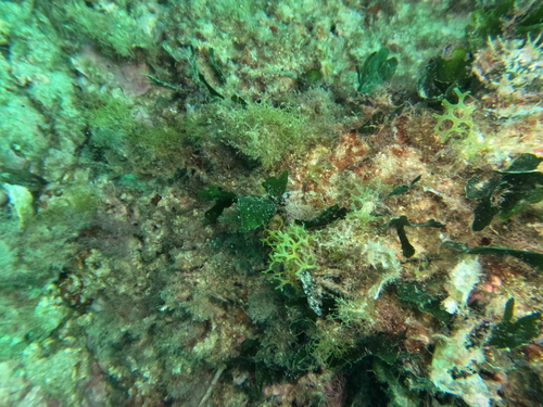 Dictyota observed 2026-10-25