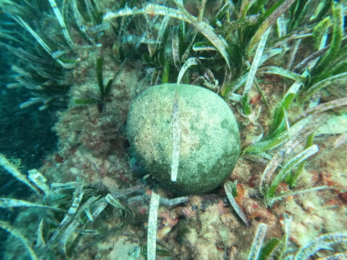 Codium observed 2026-10-25