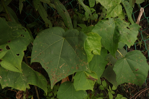 Alangium chinense observed 2026-10-26