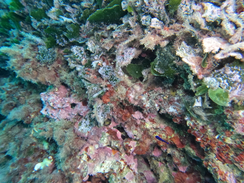 Flabellia petiolata observed 2026-10-25