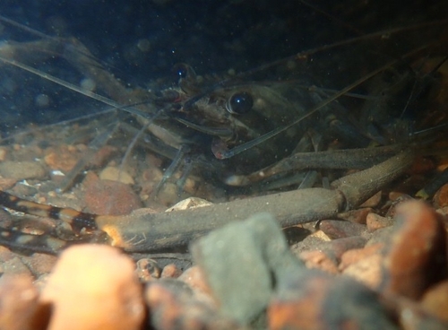 Macrobrachium lar observed 2026-10-26