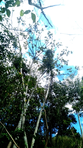 Cecropia observed 2026-10-26