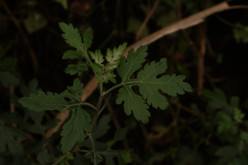 Chrysanthemum arisanense, 2026-10-26