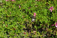 Papilio xuthus
