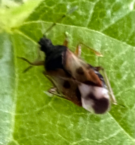 Anthocoris observed 2026-10-26