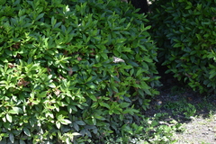 Papilio xuthus