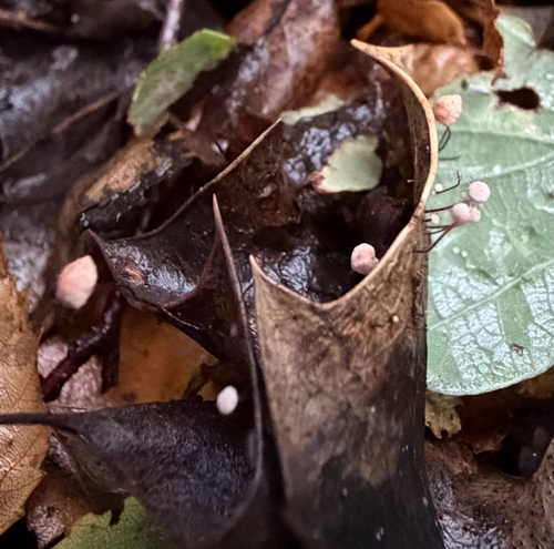 Marasmius observed 2026-10-26