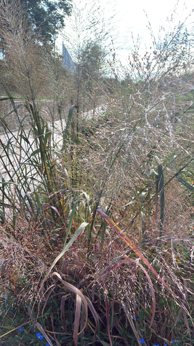 Panicum virgatum observed 2026-10-26