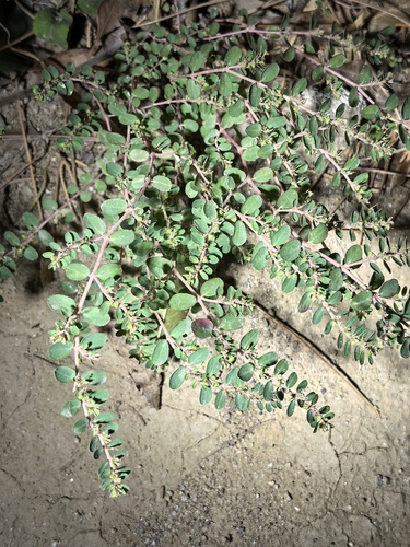Euphorbia prostrata observed 2026-10-26