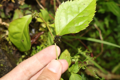 Veronicastrum axillare observed 2026-10-26