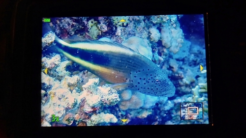 Paracirrhites forsteri observed 2026-10-26
