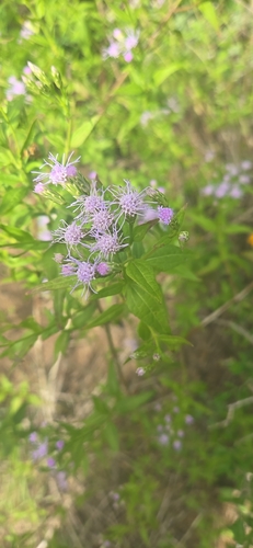 Chromolaena odorata observed 2026-10-26