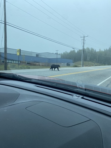 American Black Bear
