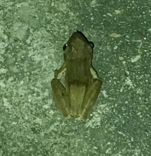 Polypedates leucomystax observed 2026-10-26
