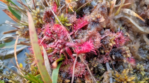 Drosera rotundifolia observed 2026-10-24