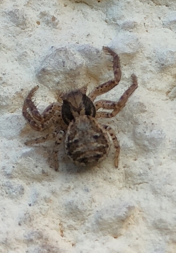 Bokochód