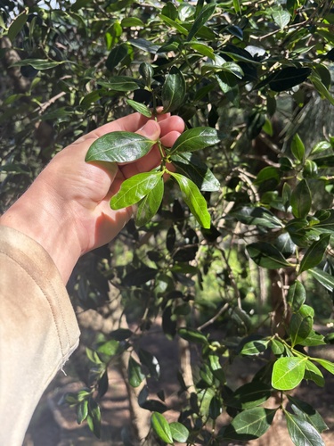 Ixora, 2026-10-24