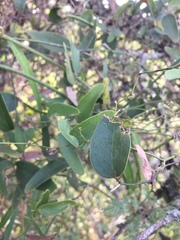 Smilax campestris