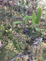 Smilax campestris