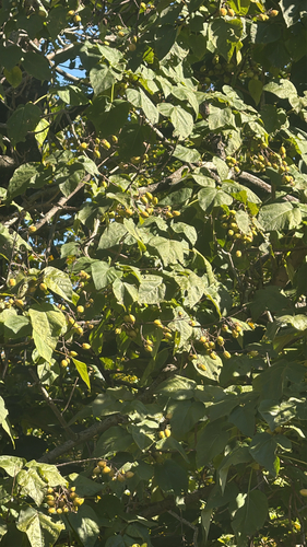 Paulownia observed 2026-10-26