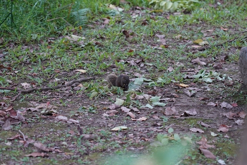Callosciurus, 2026-10-26