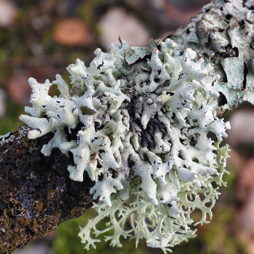 Hypogymnia tubulosa, 2026-10-24