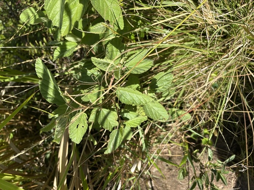 Waltheria indica observed 2026-10-24