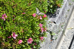 Papilio xuthus