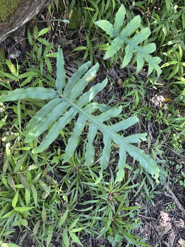 Phlebodium aureum observed 2026-10-24