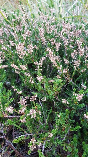 Calluna vulgaris observed 2026-10-26