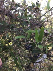 Smilax campestris