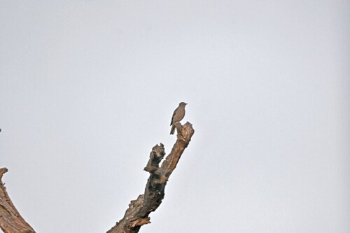 Myadestes townsendi observed 2026-10-25