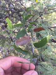 Smilax campestris