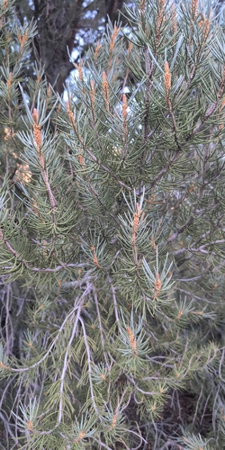 Pinus monophylla observed 2026-10-25