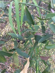 Smilax campestris